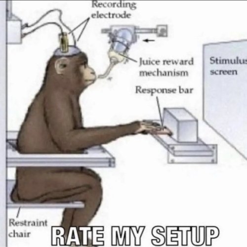 A monkey, connected to electrodes, sitting at a desk and looking at a screen.